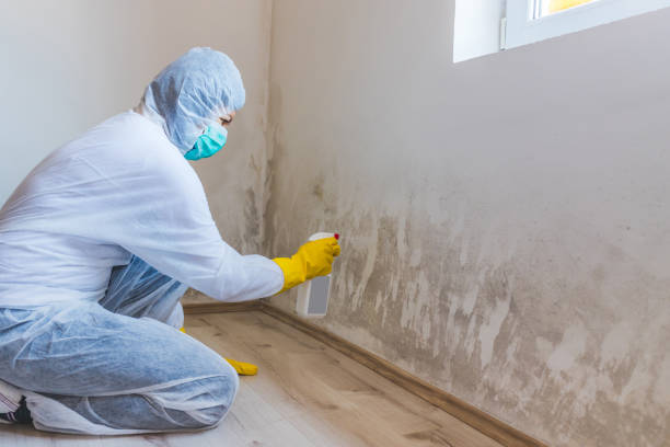 Licensed Commercial Mold Remediation service in Lyons, GA - WQB Mold Removal